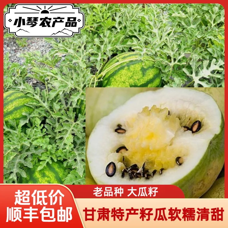 【顺丰包邮】兰州籽瓜打瓜旱砂地老品种黄瓤大籽温热性老人孕妈特产