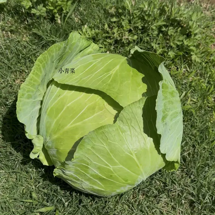 云南老品种扁平绿皮黄心莲花白绿甘蓝手撕包菜蔬菜沙拉