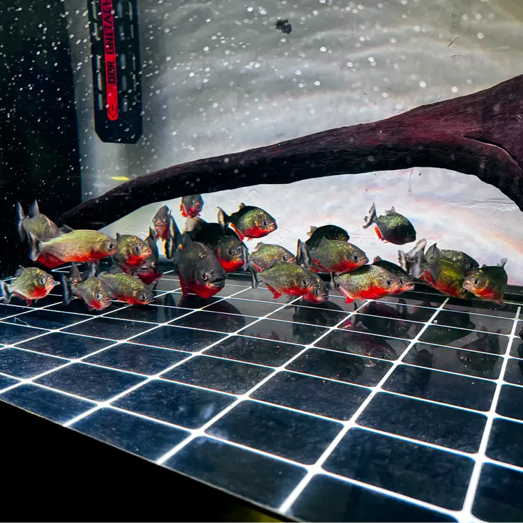 红腹观赏鱼用 豪客红腹 直播选鱼用