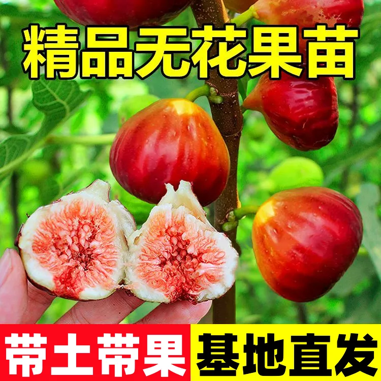 【带果 摘叶 带土球】，无花果树苗，一物一拍