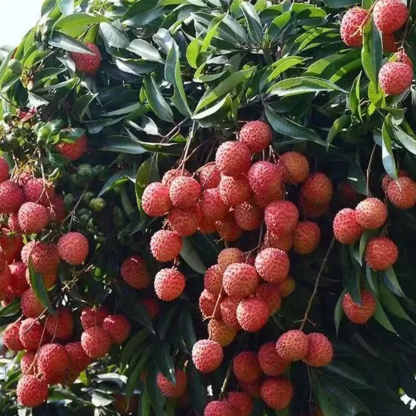 桂味冰荔仙进奉荔枝果树苗一物一拍