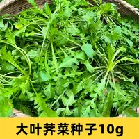 荠菜种子 大叶荠菜种籽菜园阳台盆栽蔬菜种子