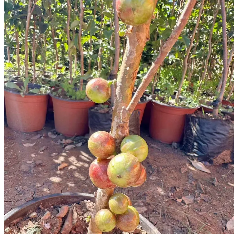 四季嘉宝果艾斯卡沙巴树葡萄四季开花结果皮薄带土果树苗果树苗木