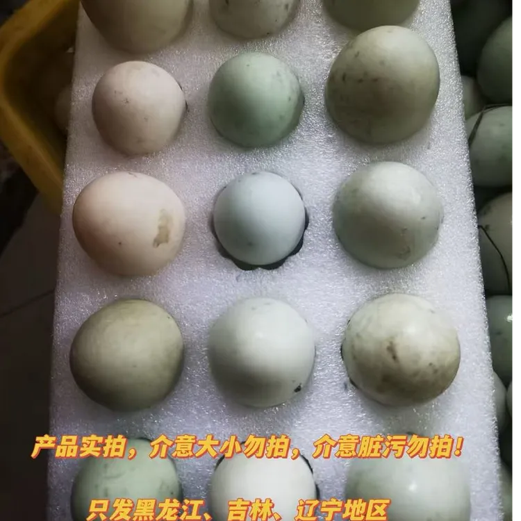 由米由家  新鲜生鸭蛋 现捡现发