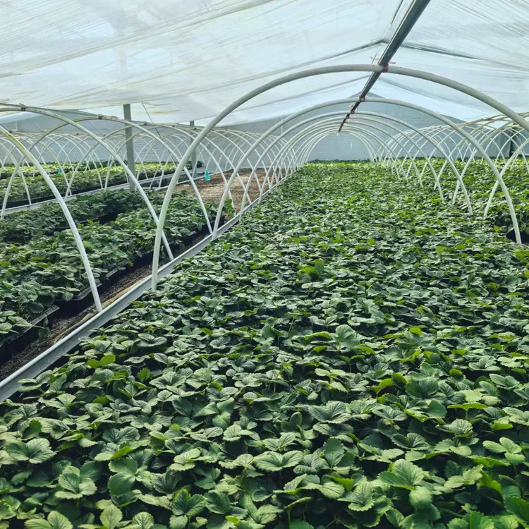 草莓纯基质脱毒无菌原种裸根（种苗）包对版，无任何病虫害