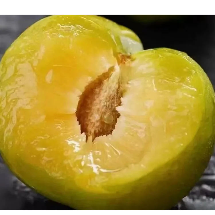 蜂糖李子树苗正宗苗批发新店促销100棵0.8公分小苗批发