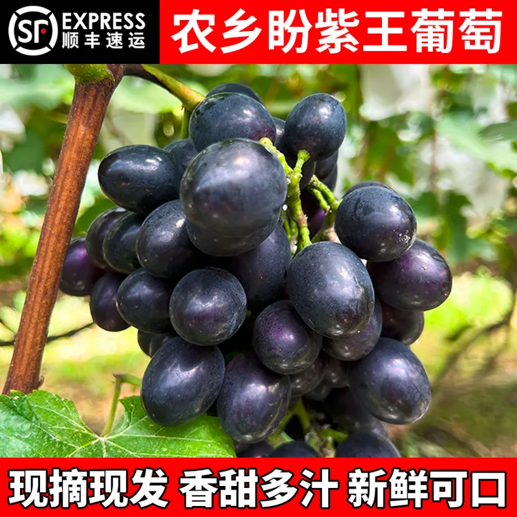 农乡盼紫王葡萄1~5斤  贵州新鲜水果花青素爆表多汁脆甜顺丰包邮