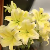 【大聪明卖花】黄天霸香水百合云南直发鲜花家居水养鲜花花束客厅
