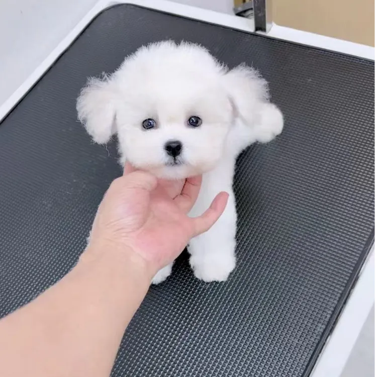 宠物活体狗狗 小型犬 玩具犬 -乐多多精品宠物