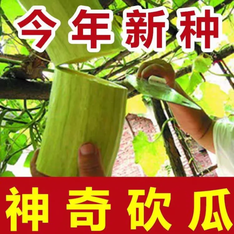 kasma say kawisi uruk 10tal qikidu砍瓜种子10粒