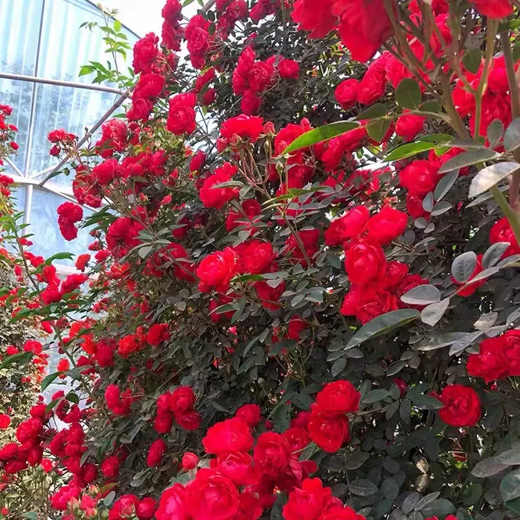 花量大红木香爬藤月季月季四季开花勤花抗病耐热浓香盆栽大花欧月