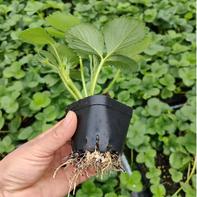 草莓脱毒二代苗基质土钵苗基地直发根系发达易成活（钵苗）