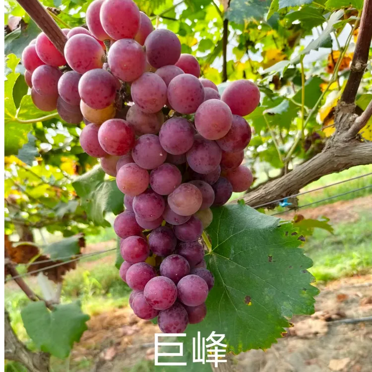【巨峰|胡姐专属】家乡高山葡萄当季新鲜水果顺丰包邮只发江浙沪皖