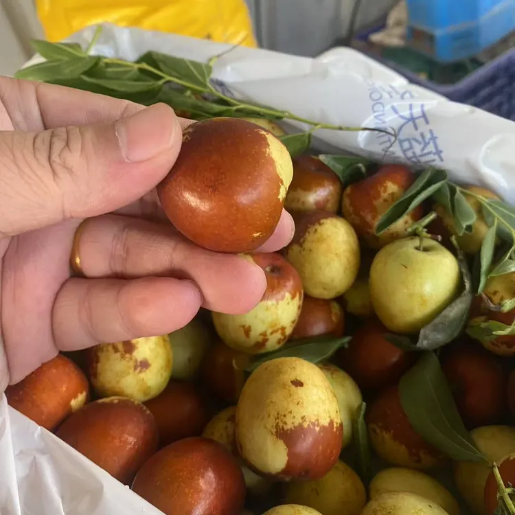 【顺丰包邮】陕西大荔冬枣2斤脆甜（烟台发货）