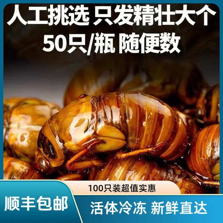 【顺丰】新鲜大知了猴金蝉活体爬叉速冻营养美味高蛋白