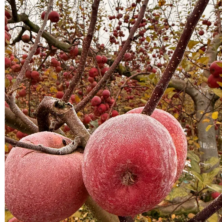 高原霜降后采摘脆甜冰糖心丑苹果新鲜当季水果