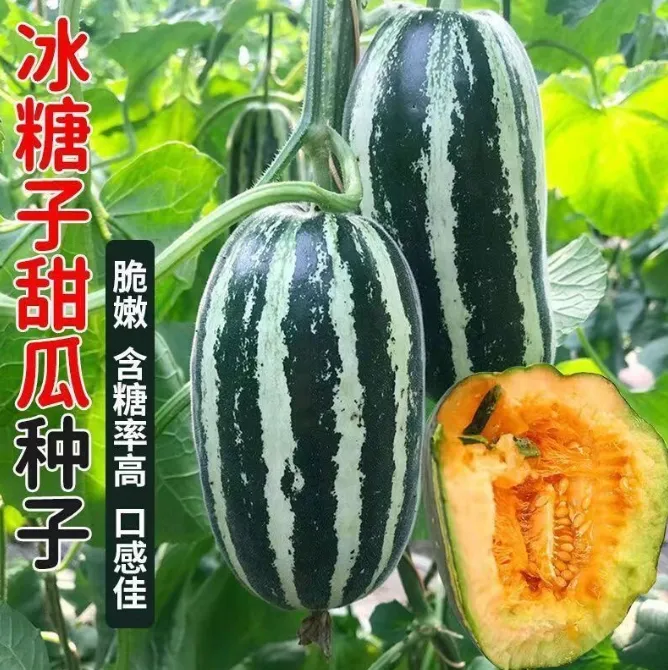 冰糖子甜瓜种籽冰糖子甜瓜种子水果种籽家庭种植籽