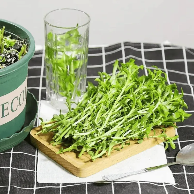 【高钙养心菜】种子阳台四季盆栽小院菜园地播植农家蔬菜种子商品图