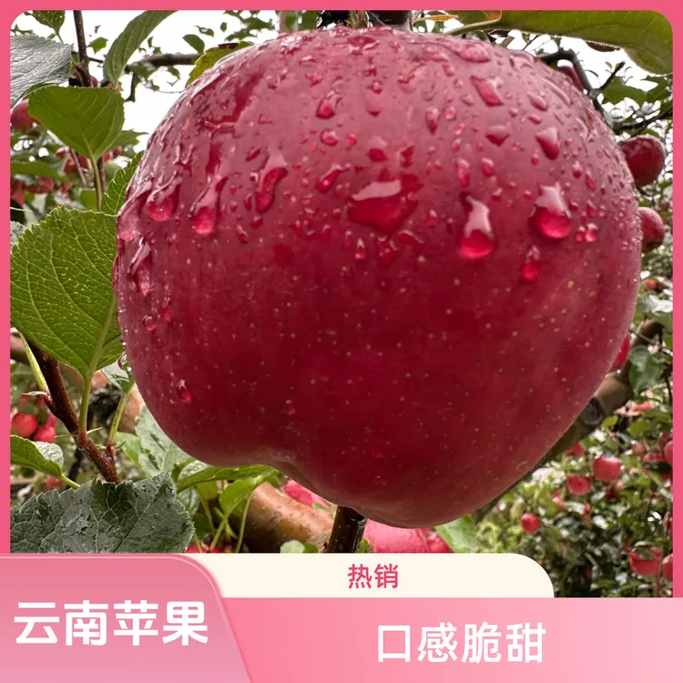 云南高山中熟丑苹果头茬鲜果脆甜多汁新鲜昭通苹果现摘