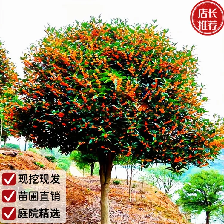 地栽大型四季桂花树苗庭院浓香花卉常青植物盆景金桂丹桂室内盆栽商品图