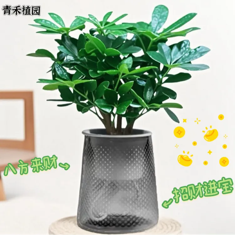 鸭脚木盆栽七叶莲四季好养易打理室内办公桌花卉水培植物