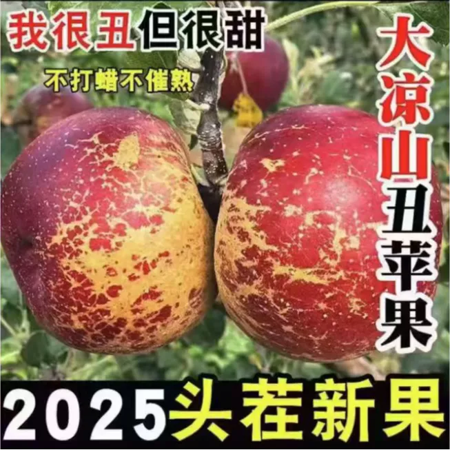 正宗大凉山盐源丑苹果新鲜现摘脆甜多汁水果（自家果子）