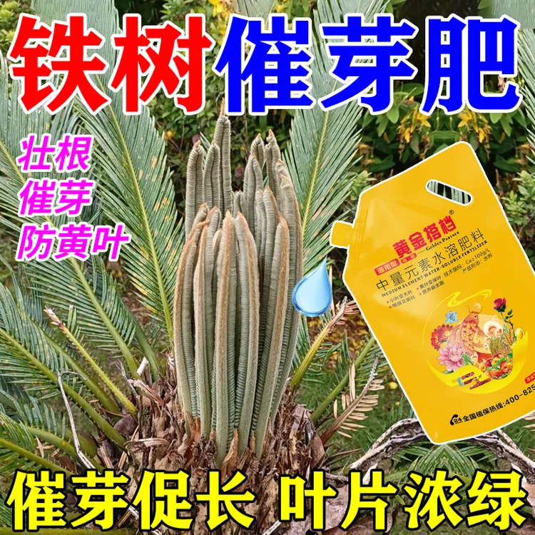 铁树爆芽专用营养液促发芽生根助生长急救叶子发黄干枯卷叶叶面肥