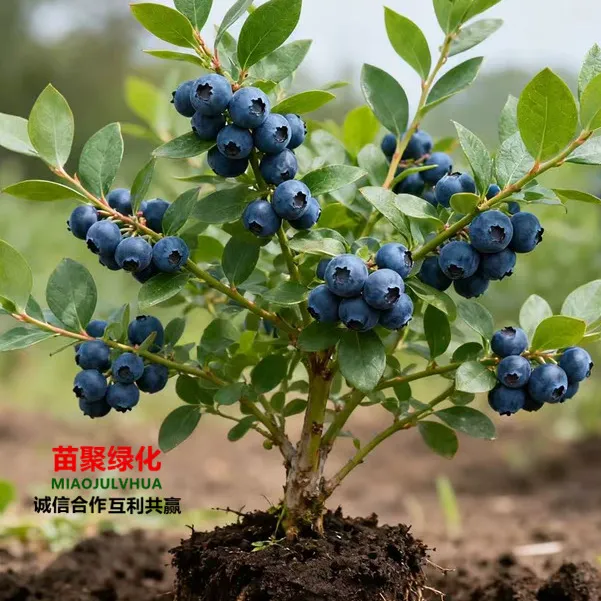 蓝莓苗带土耐寒蓝莓苗果树苗盆栽蓝莓苗南北方种植盆栽苗