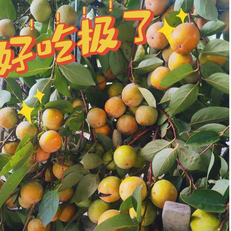 水果柿子脆脆甜甜