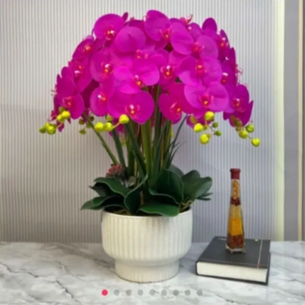 蝴蝶兰花种子客厅室内阳台办公室绿植花卉耐寒四季可种植发芽率高