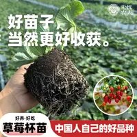 草莓季·对版壮根脱毒好活粉玉隋珠结果多好吃好种<包邮>