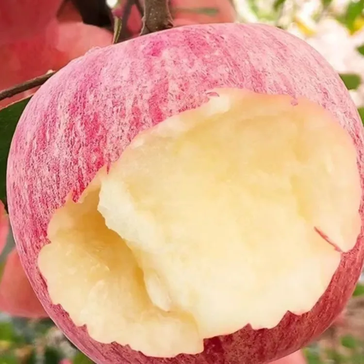 【烟台直发】正宗烟台红富士苹果山东新鲜红富士苹果批发整箱直发