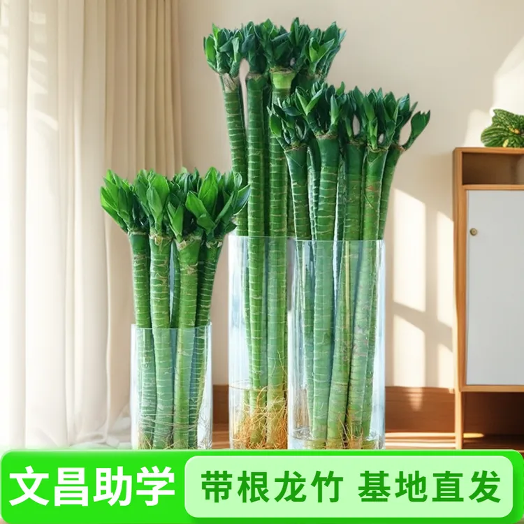 【学生文昌竹】带根粗杆富贵竹龙竹观音竹四支4支书桌学业植物花卉