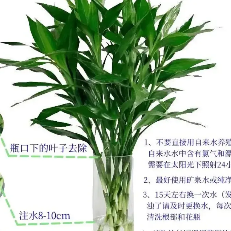 绿植大叶富贵竹绿植花卉客厅转运水培植物水培花卉室内水养