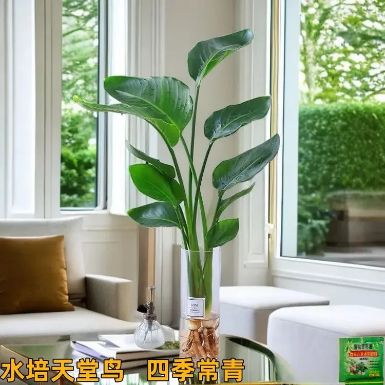水培天堂鸟盆栽净化空气花卉绿植室内水培天堂鸟四季常青鹤望兰苗