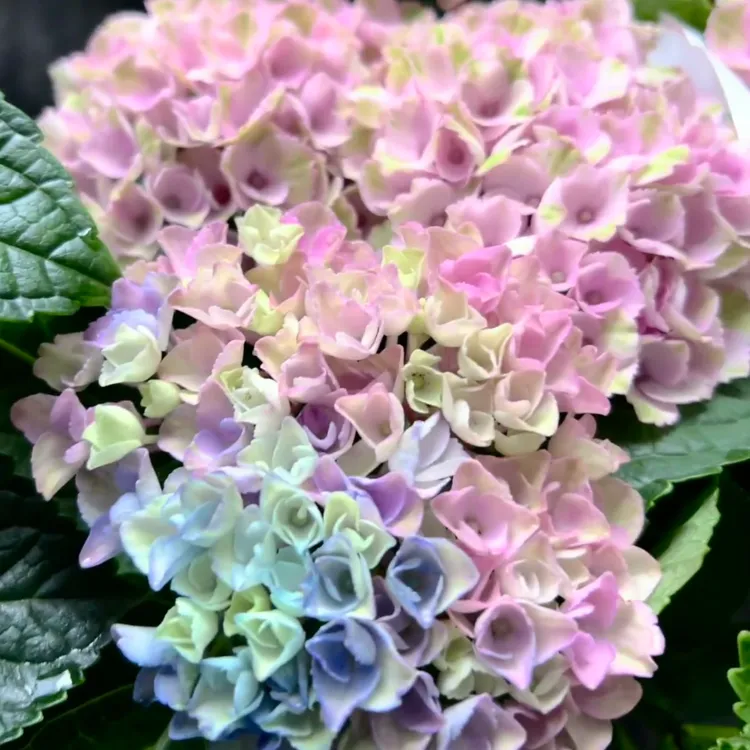 麋鹿花卉 魔幻革命绣球2加仑  阳台庭院易养活 昆明基地直销