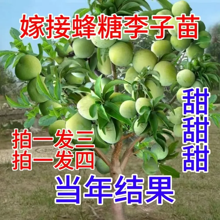 正宗嫁接蜂糖李子三华李子苗南北方种植庭院种植蜂糖李子苗