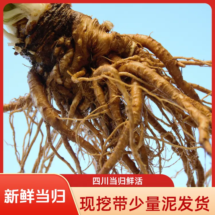 四川新鲜当归现挖鲜活生甜当归炖鸡煲汤餐馆酒店食材净重2/5斤