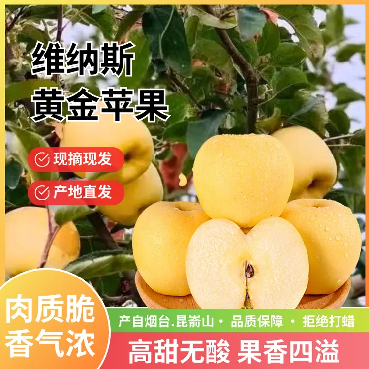 山东烟台昆嵛山黄金维纳斯新鲜水果多汁好吃新鲜水果黄苹果