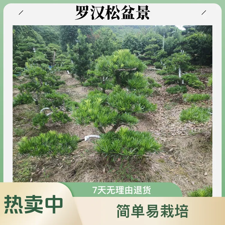 高档迎客松造型罗汉松盆栽四季常青庭院盆景绿植盆景造景植物