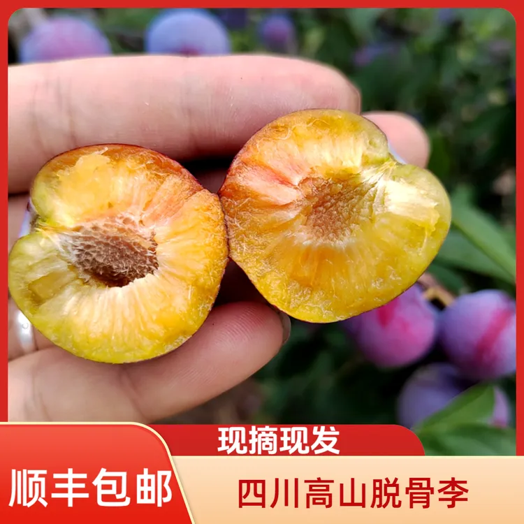 【顺丰】四川高山脆红李脱骨李现摘现发顺丰包邮