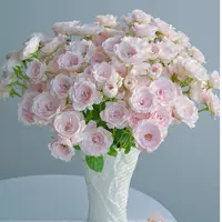 【仙子之吻玫瑰】多头玫瑰  鲜切花