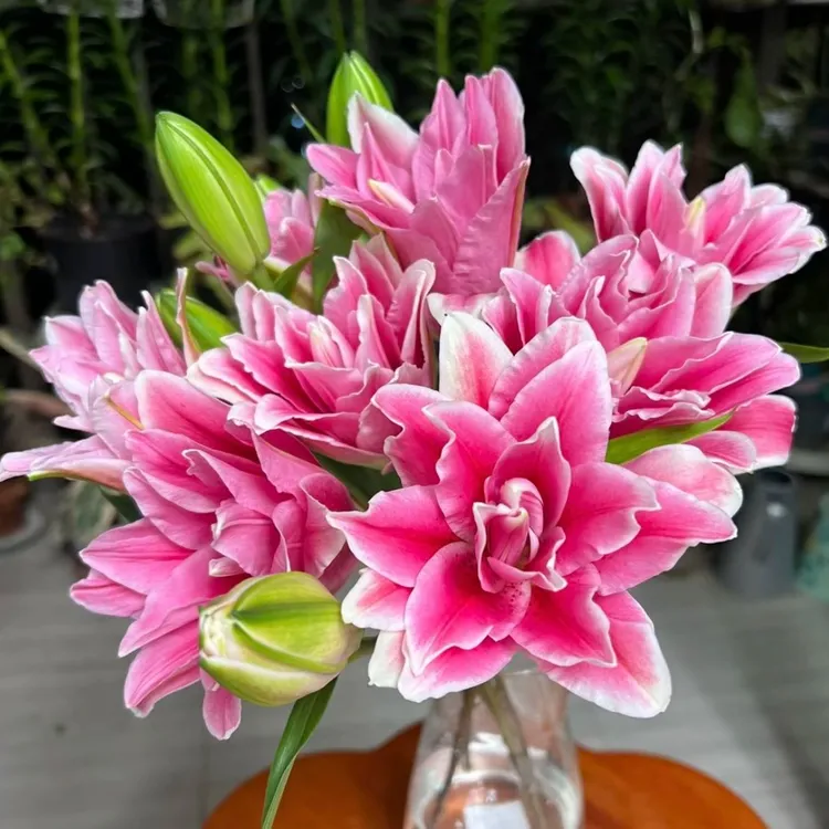 香水秋百合希亚拉进口种球 14/16cm带芽重瓣耐寒耐热庭院阳台绿植