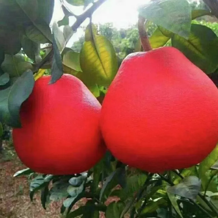 【正宗柚子树苗】红心柚子果树苗阳台庭院盆栽地栽无籽红心柚子苗