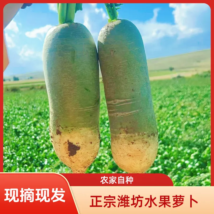 水果萝卜3斤5斤生吃脆甜新鲜萝卜现拔青萝卜清脆爽口可腌萝卜干