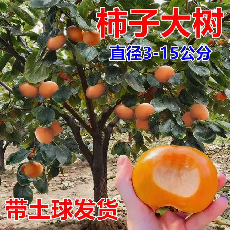 柿子苗树脆甜柿无核柿南北方种植特大庭院地栽当年结果柿子树果苗商品图