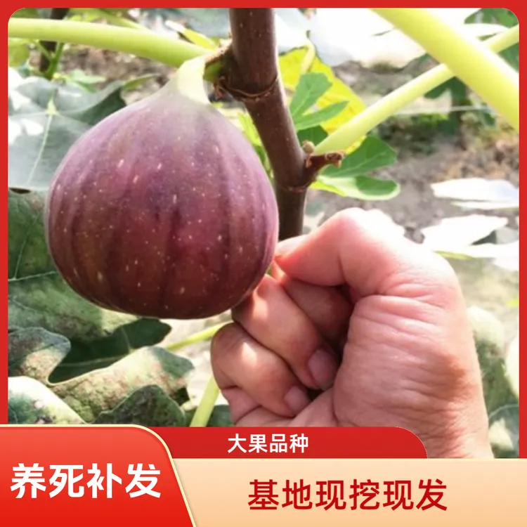 无花果树苗特大果苗现挖现发盆栽地栽花园庭院南北方种植耐寒耐热