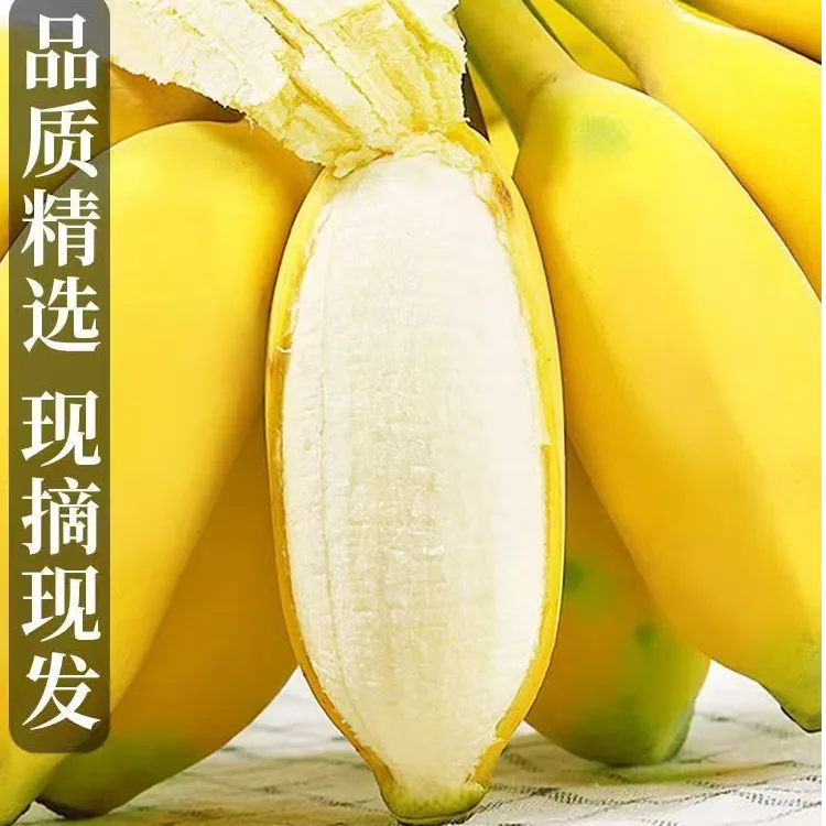 【荣丰禾创】当季新鲜水果自然熟香甜包邮苹果蕉香蕉批发5斤9斤直发