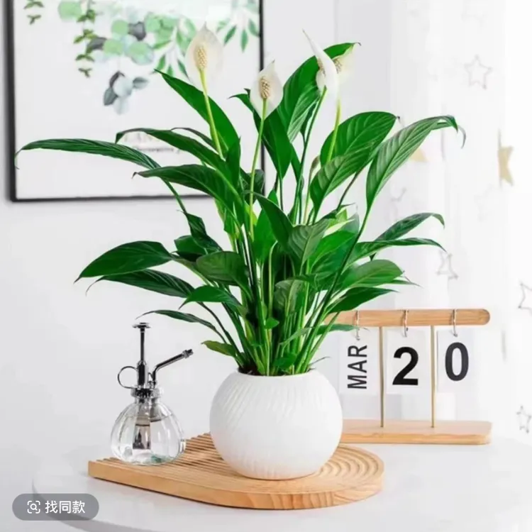 【一帆风顺】白掌盆栽带花苞发货高端懒人绿植盆栽