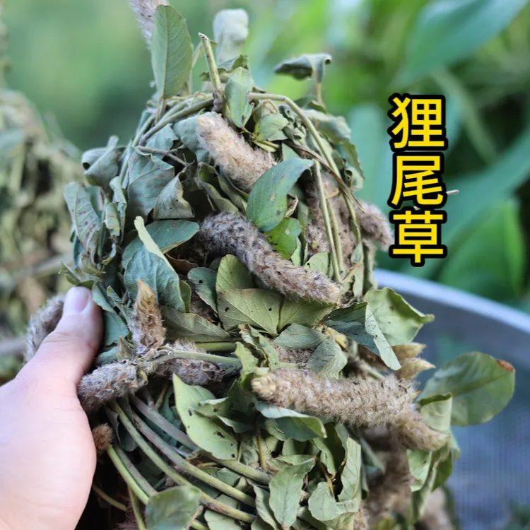 今年新货狸尾草根茎羊咩香生晒无硫细叶子阿魏中药营养当季250克